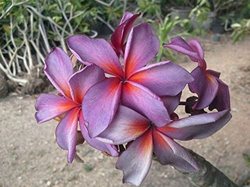 Amazon.com : 5 Purple Red Plumeria Seeds Plants Flower Seed